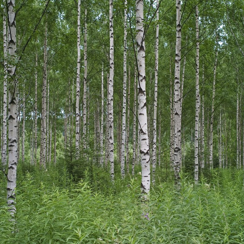 Birkenwald in Südfinnland