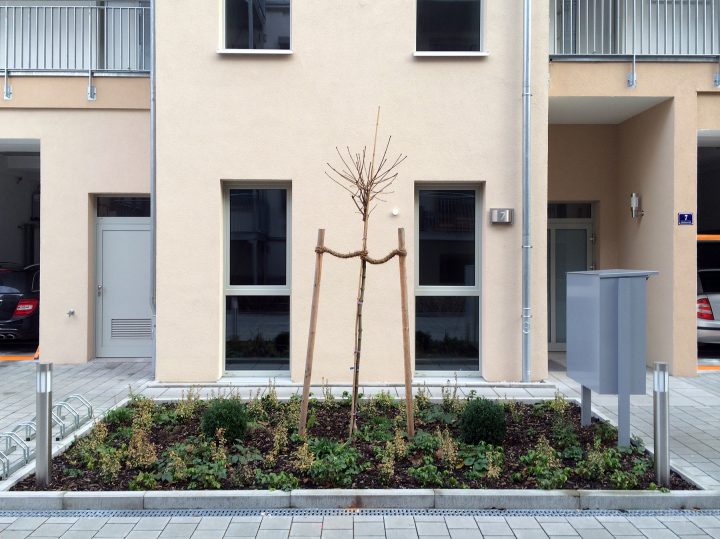 Fürth, Hinterhof, Jakobinenstraße, vermutlich eine sog. Ersatzpflanzung