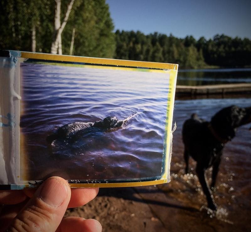 Hund schwimmt, bei Skoghult