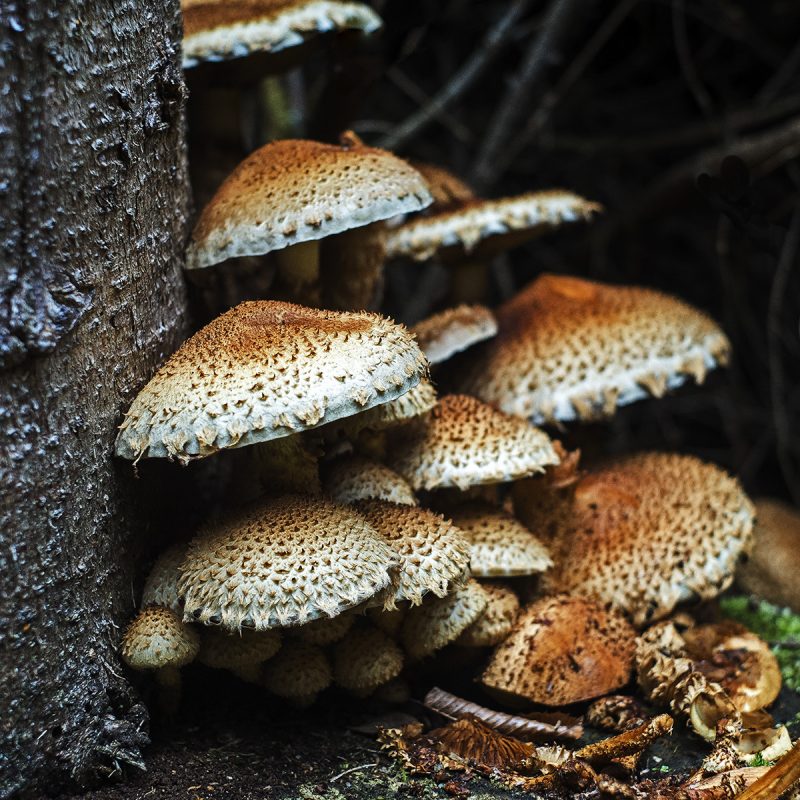 Gruppenpilz mit Stamm