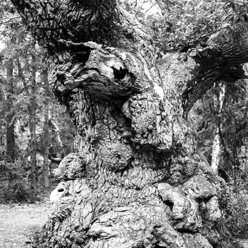 Öland, Trollskogen