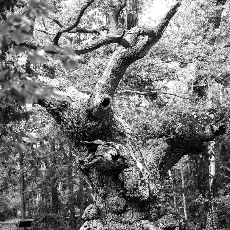 Öland, Trollskogen