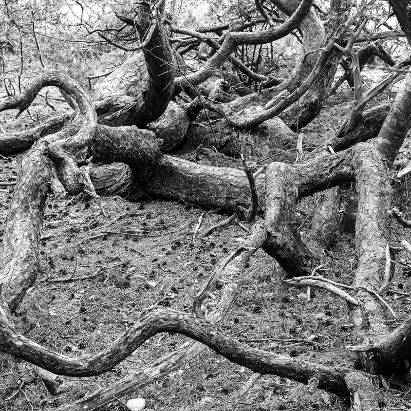 Öland, Trollskogen