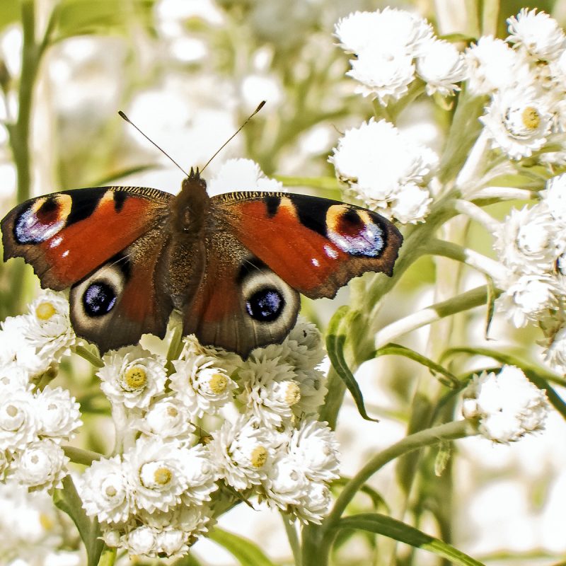 Schmetterling