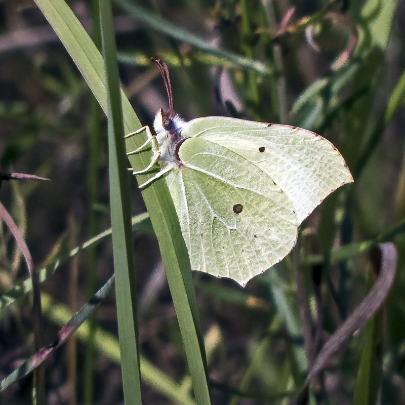 Schmetterling