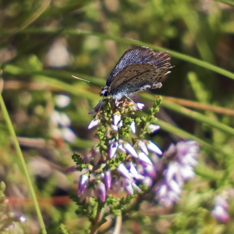 Schmetterling