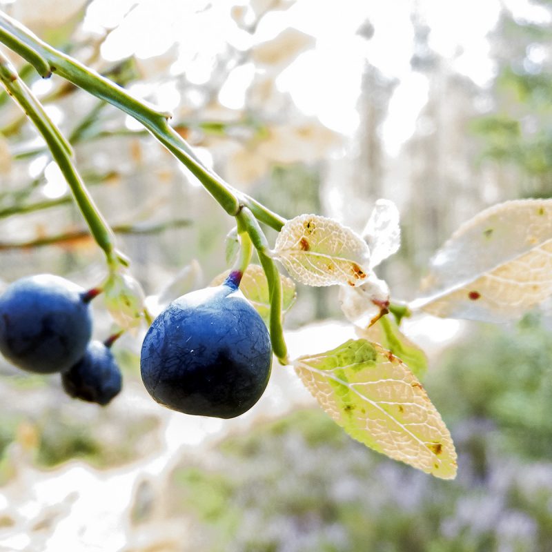 Heidelbeeren