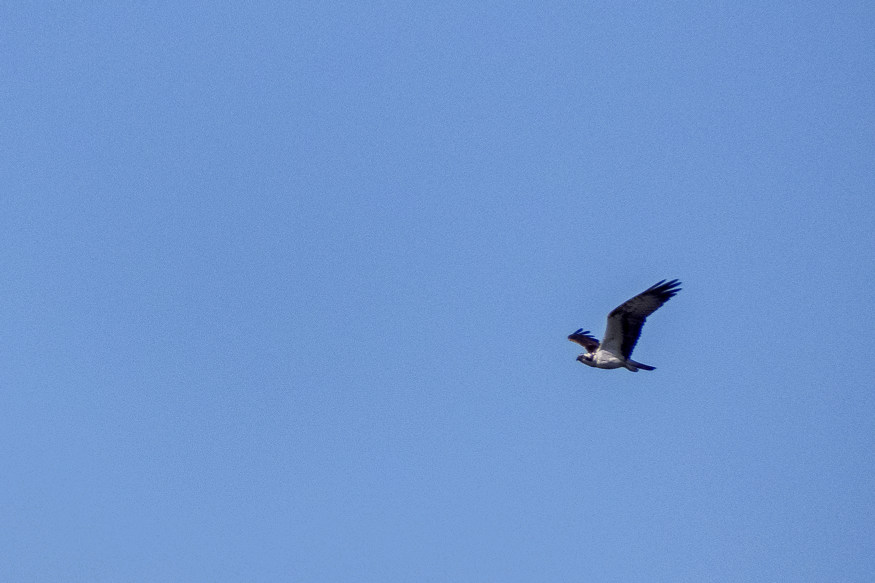 Seeadler
