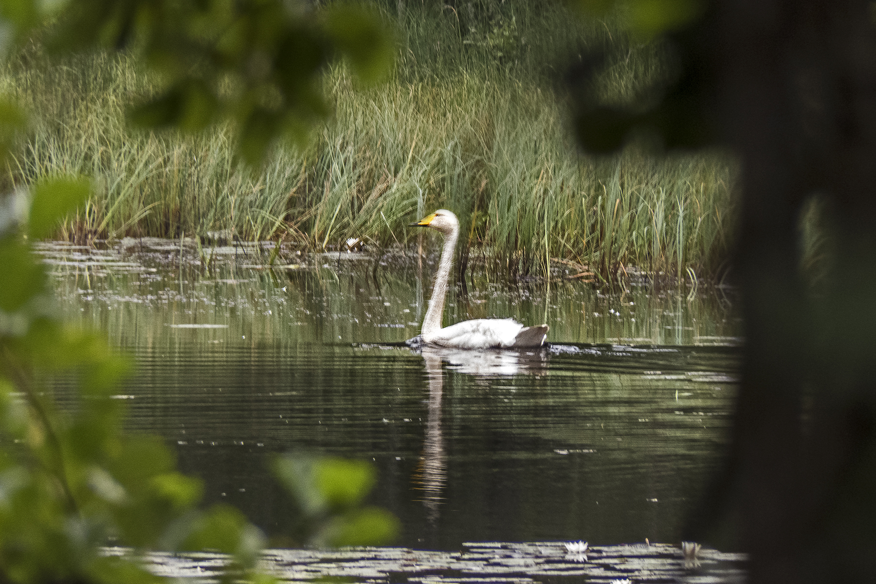 Schwan