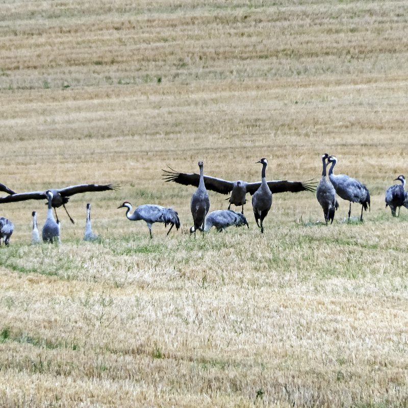 Kraniche in Südschweden