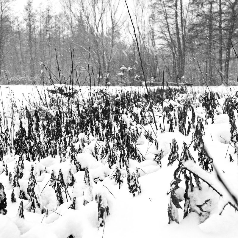 Winter, 10.12.2017, Kornburg