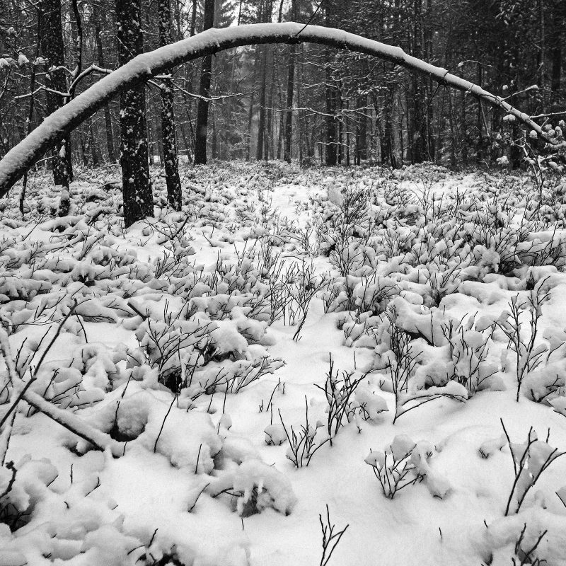 Winter, 10.12.2017, Kornburg