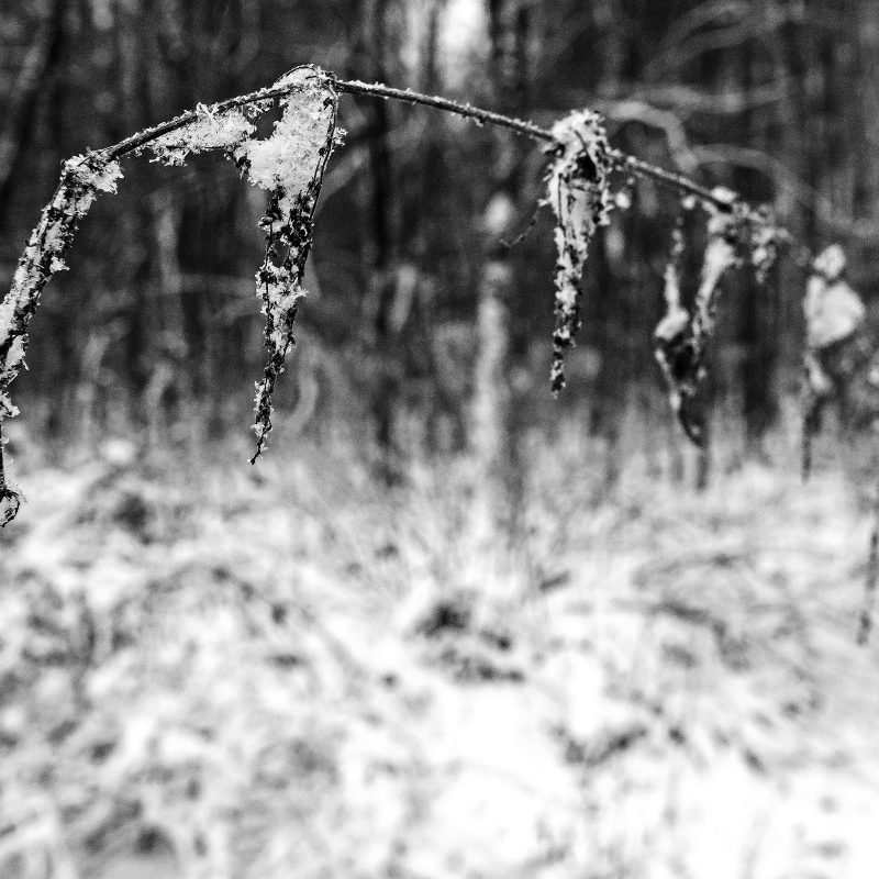 Winter, 10.12.2017, Kornburg