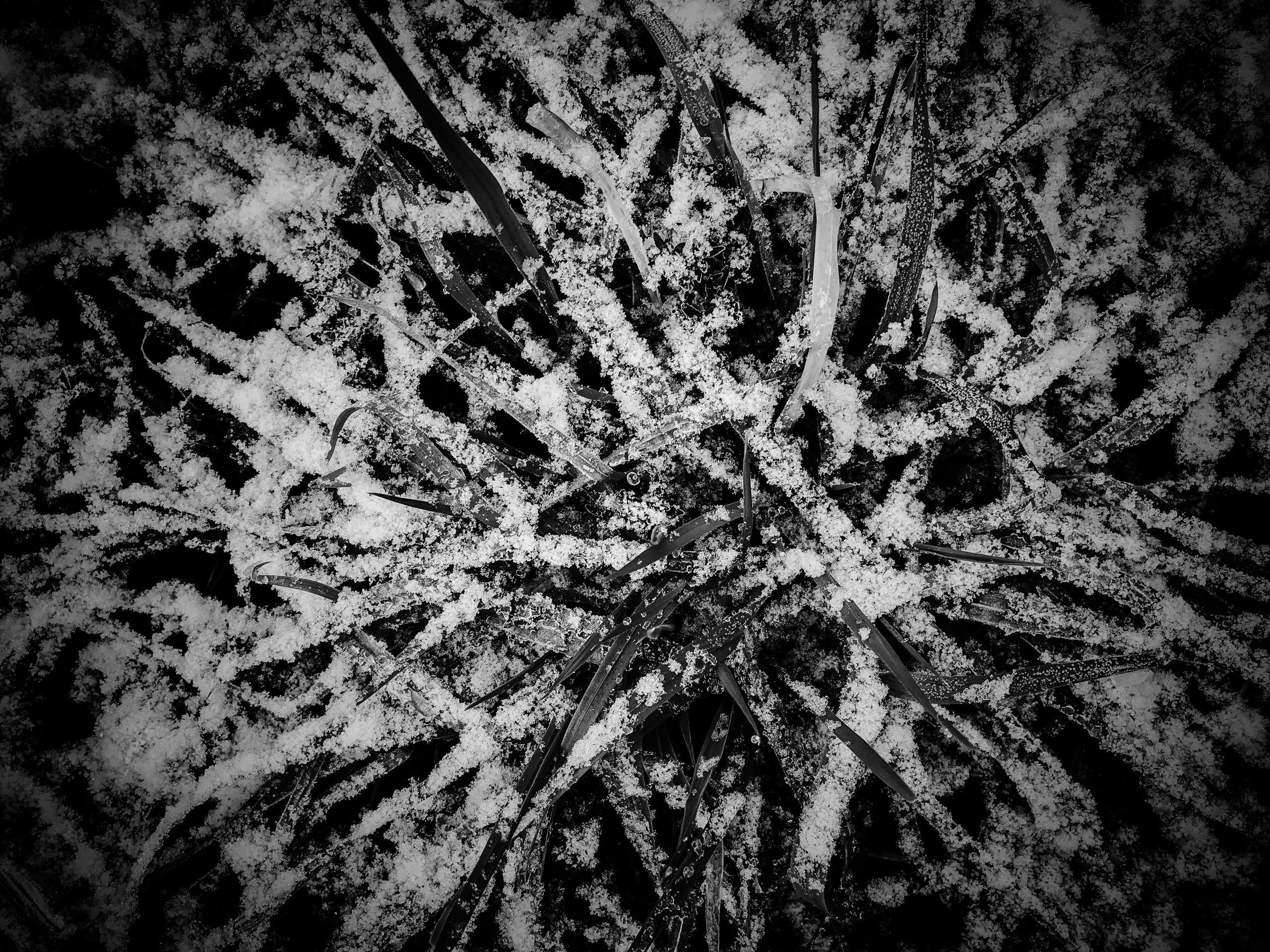 Schneegras