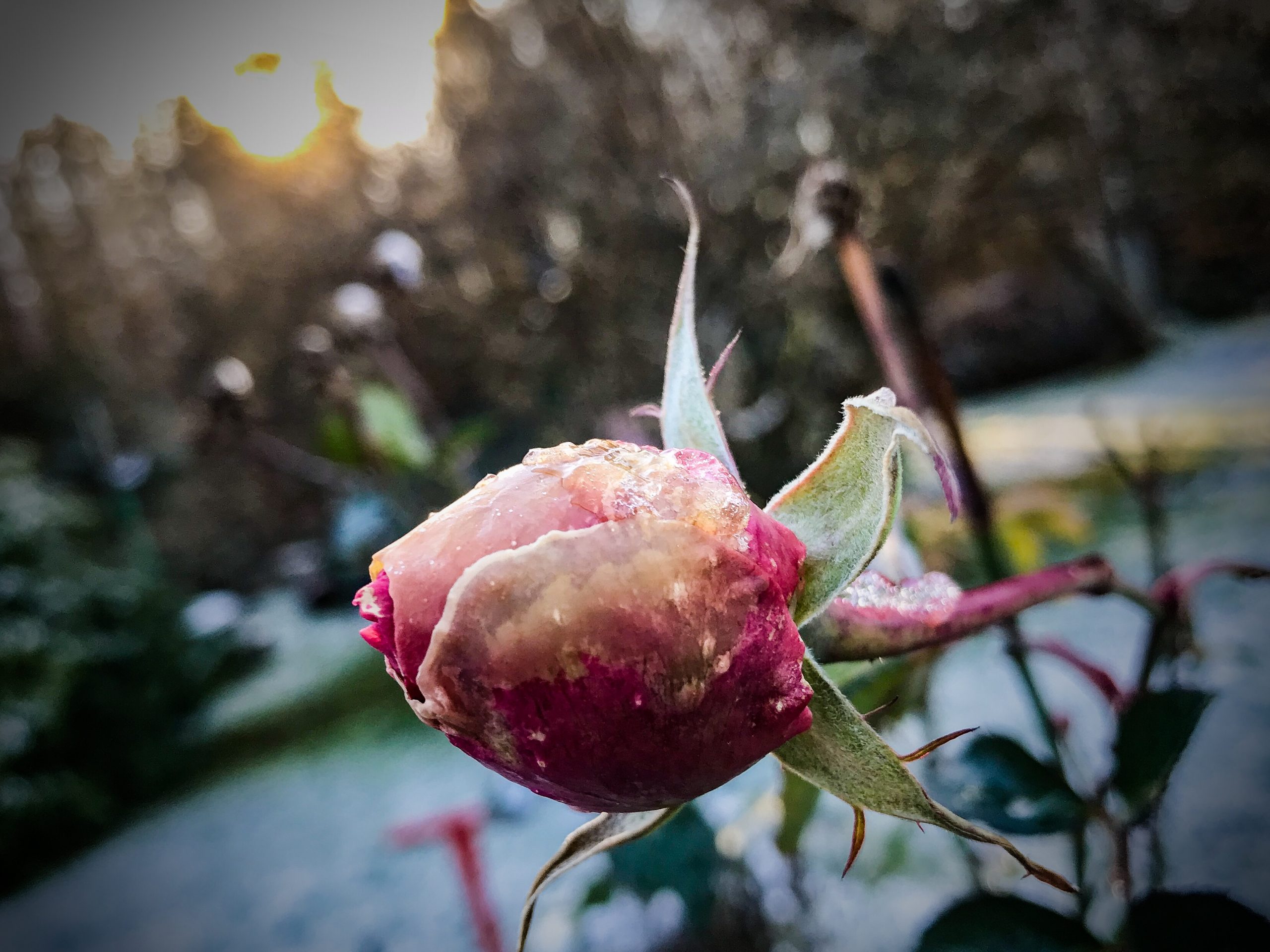 Herbstzeitrose