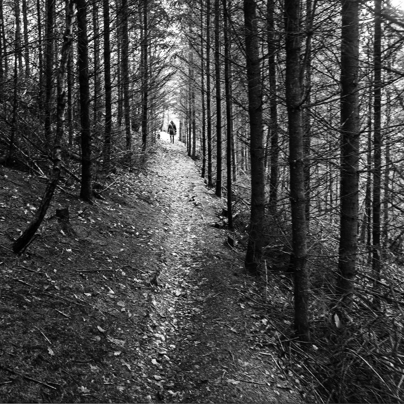 Wald am Ufer der Lainsitz