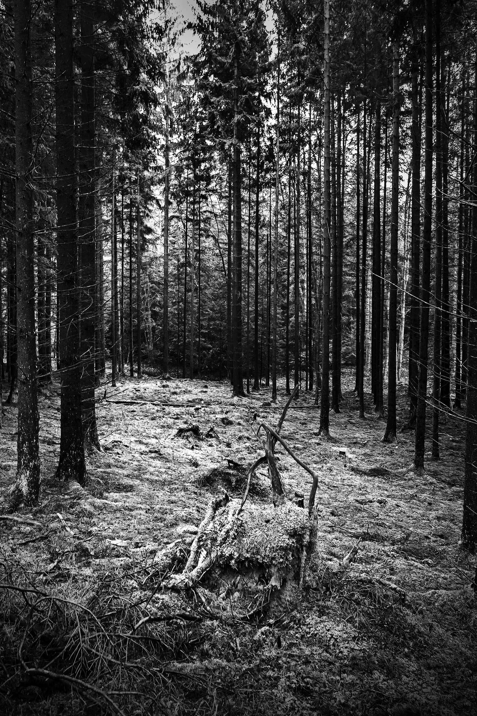 Wald
