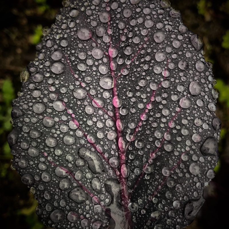 Kohl