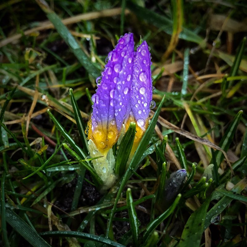 Krokus