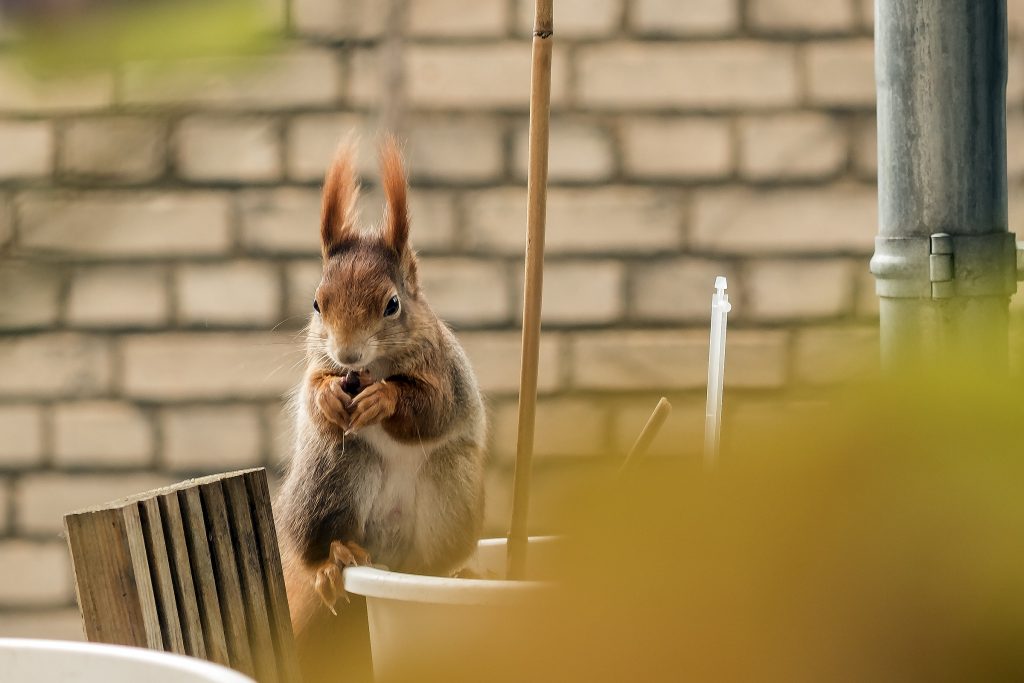 »Ratatosk heißt das Eichhörnchen, das herumspringt an der Esche Yggdrasil.«