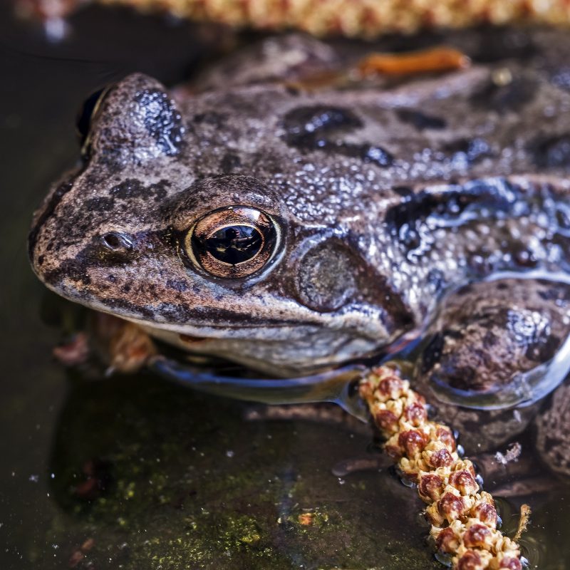 Froschkönig