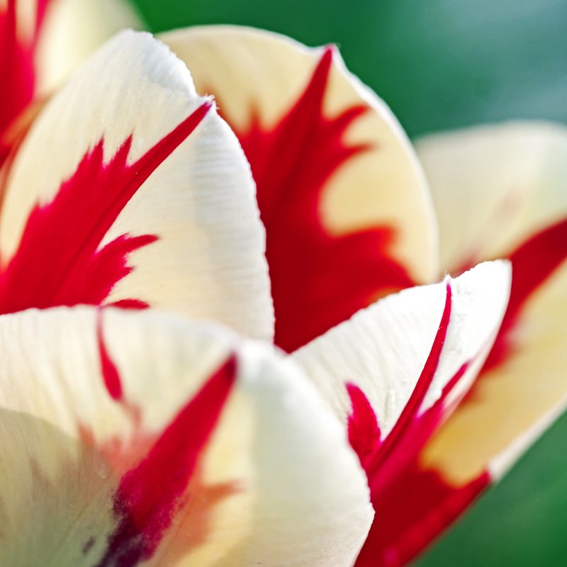 Tulpe