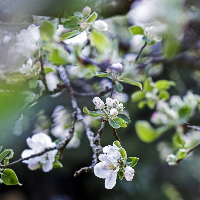 Apfelbaum