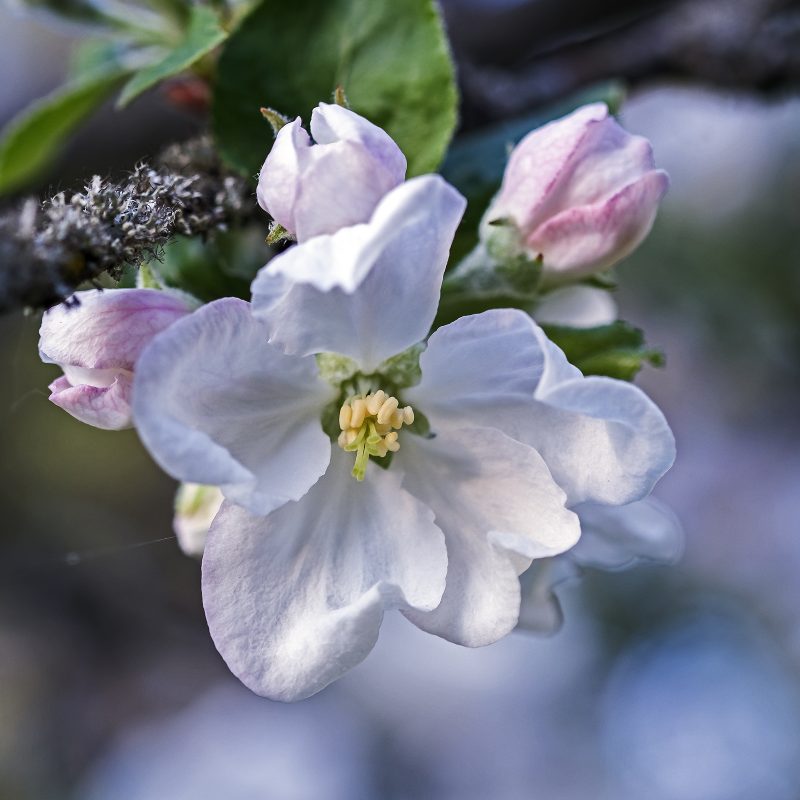 Apfelblüte