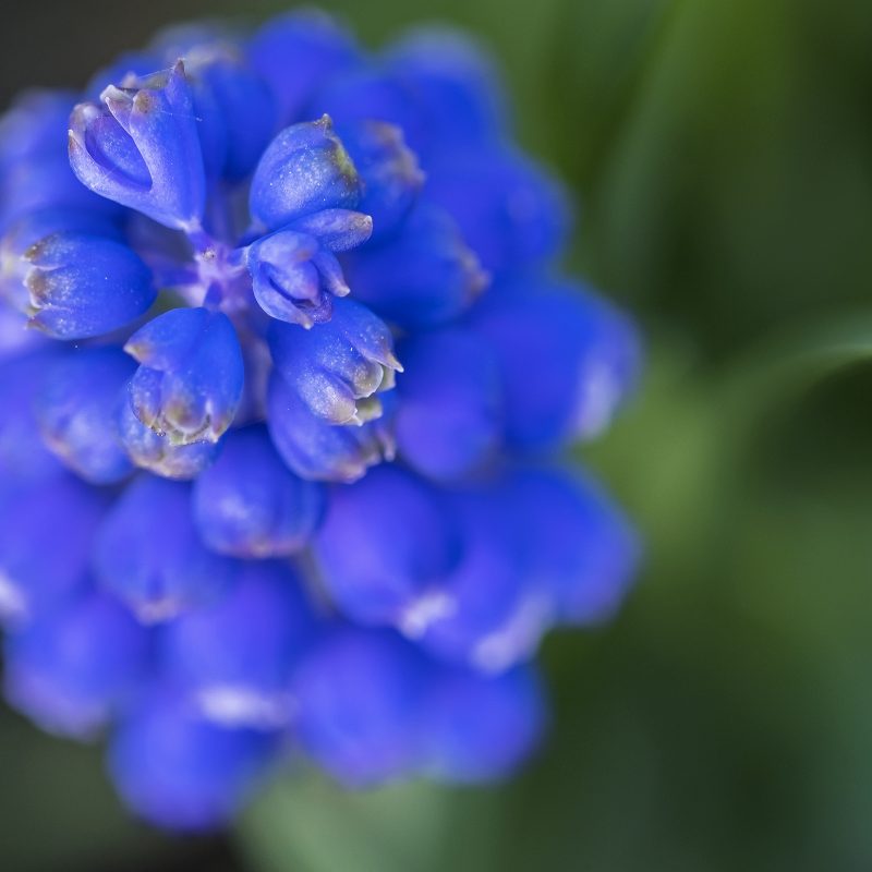 Traubenhyazinthe
