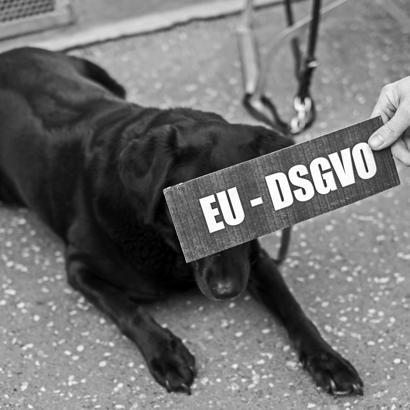 schwarzer Hund
