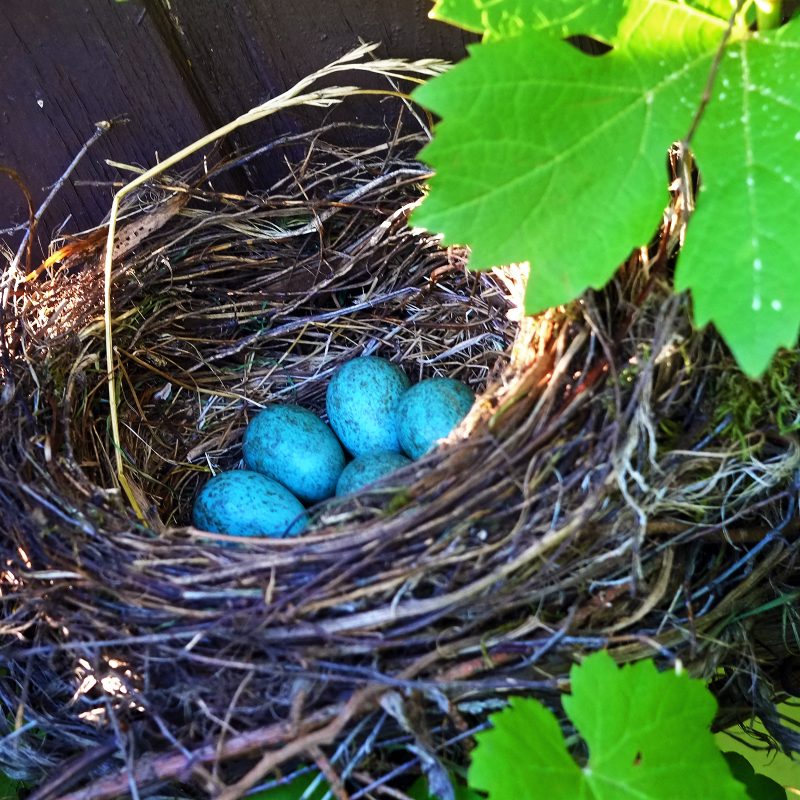 Amsel?