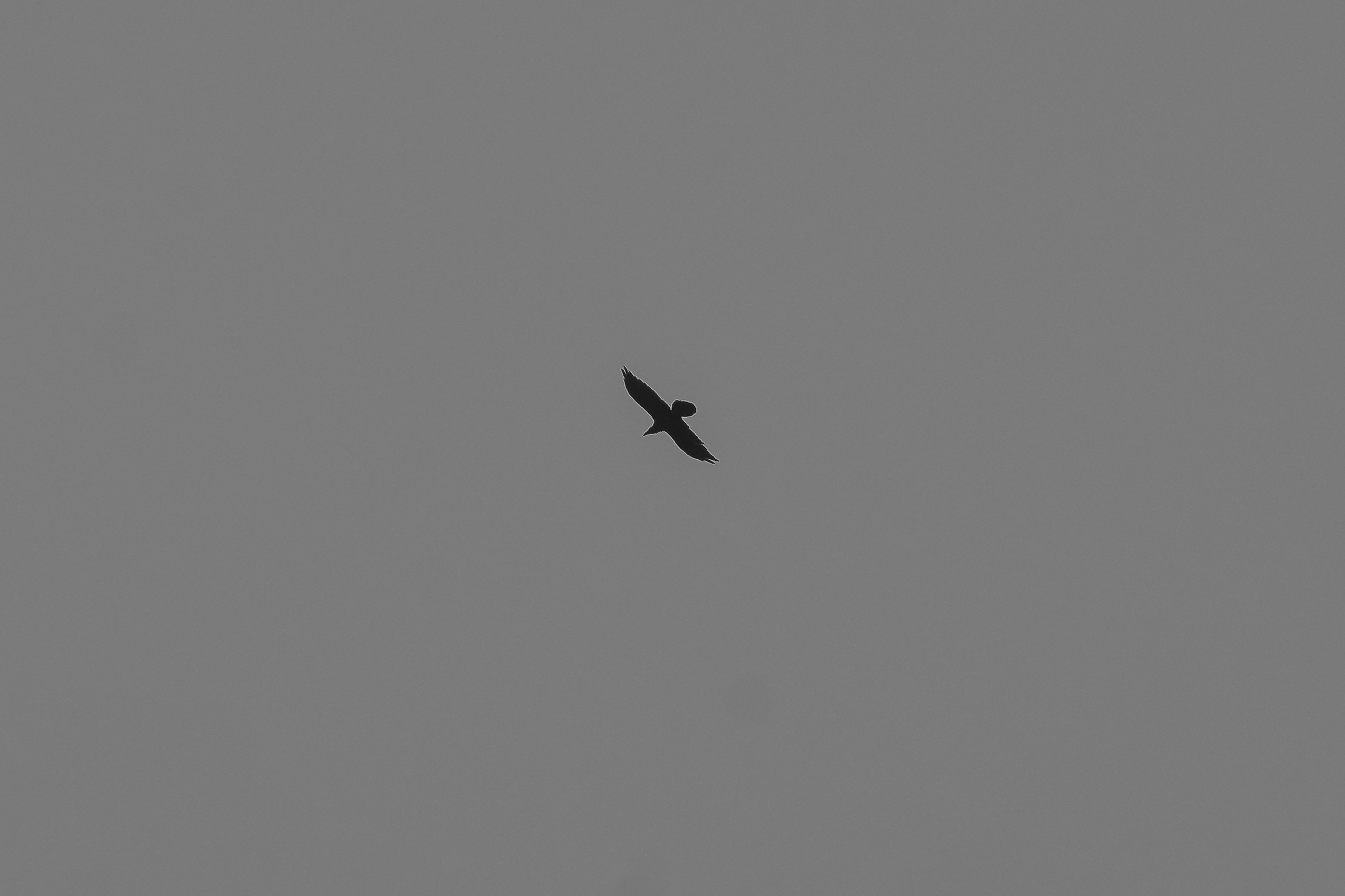 Adler?