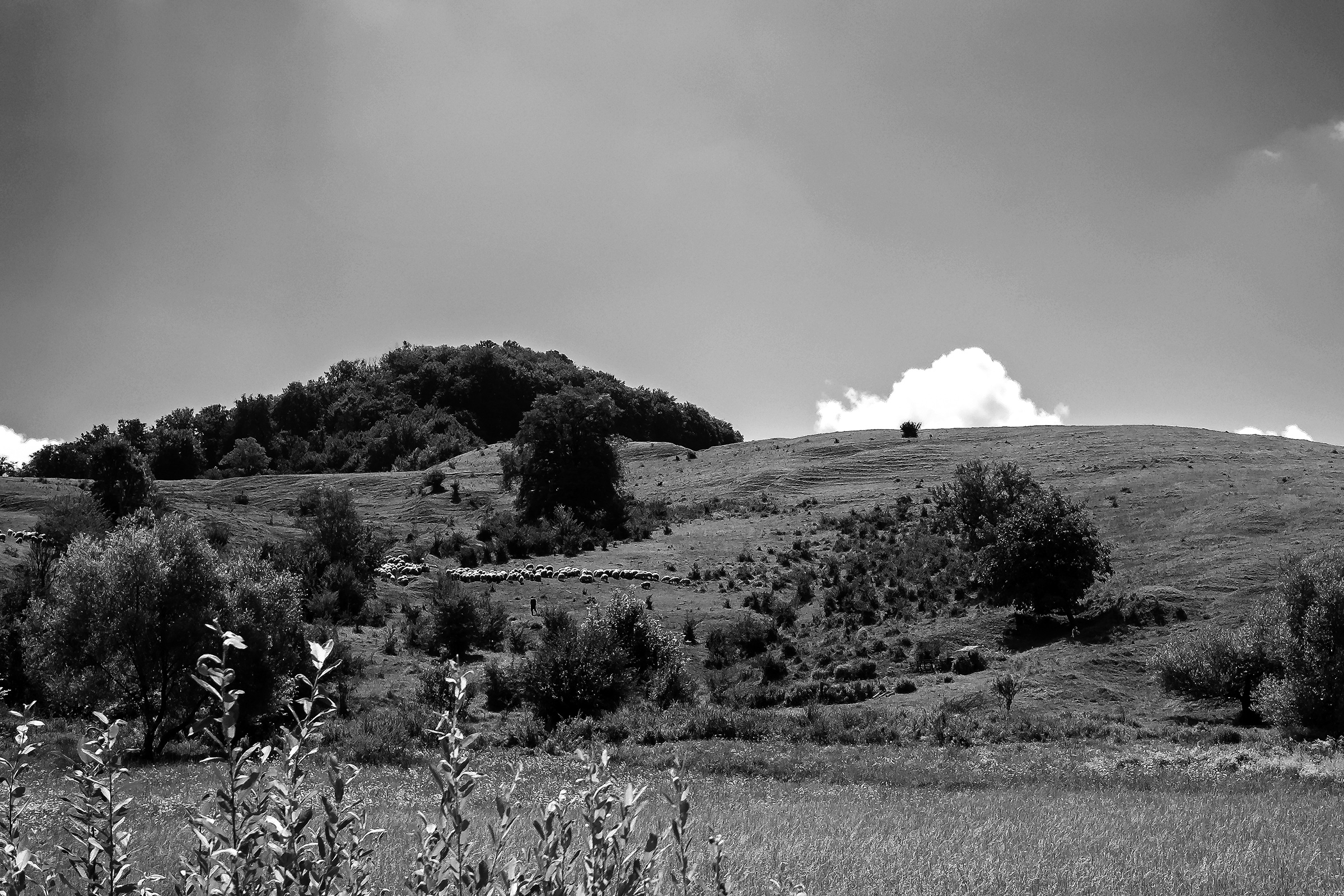 Schafherde