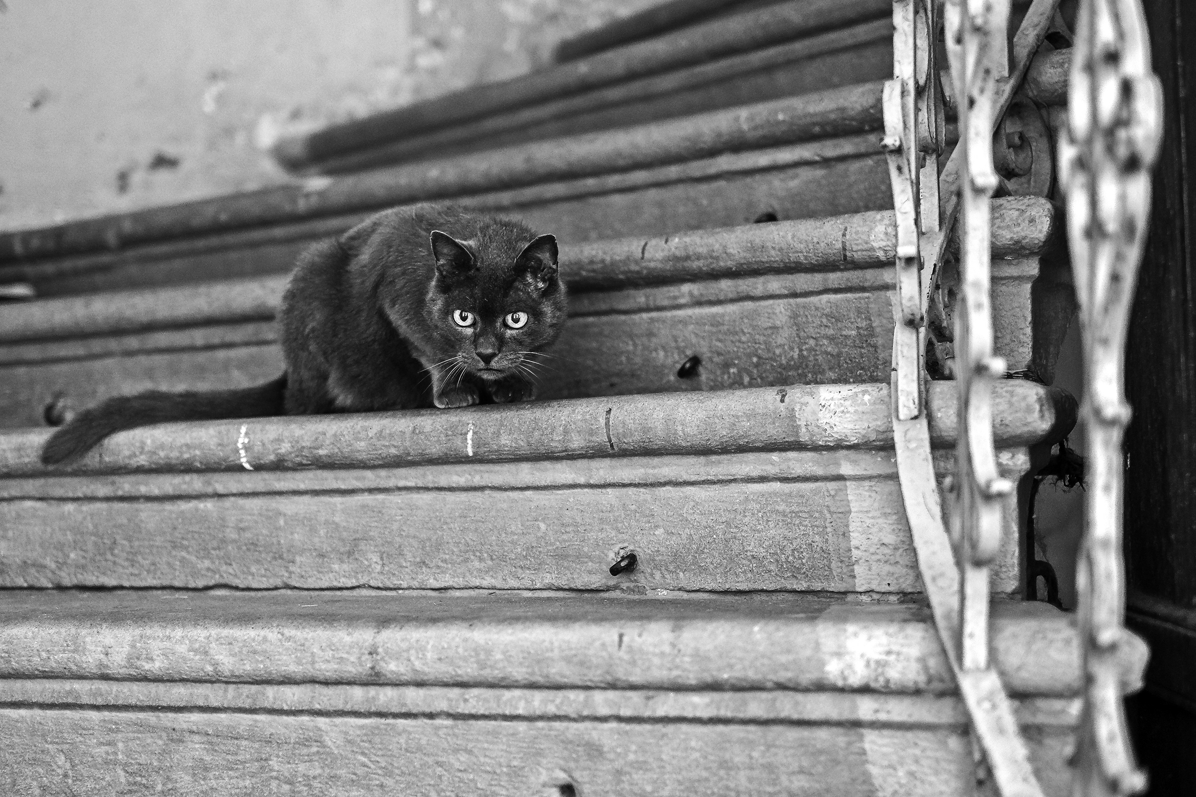 Katze