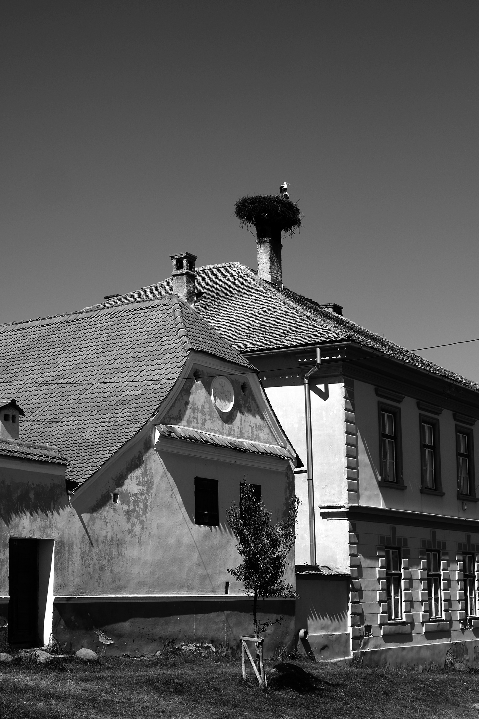 Viscri / Deutsch-Weißkirch - Storch