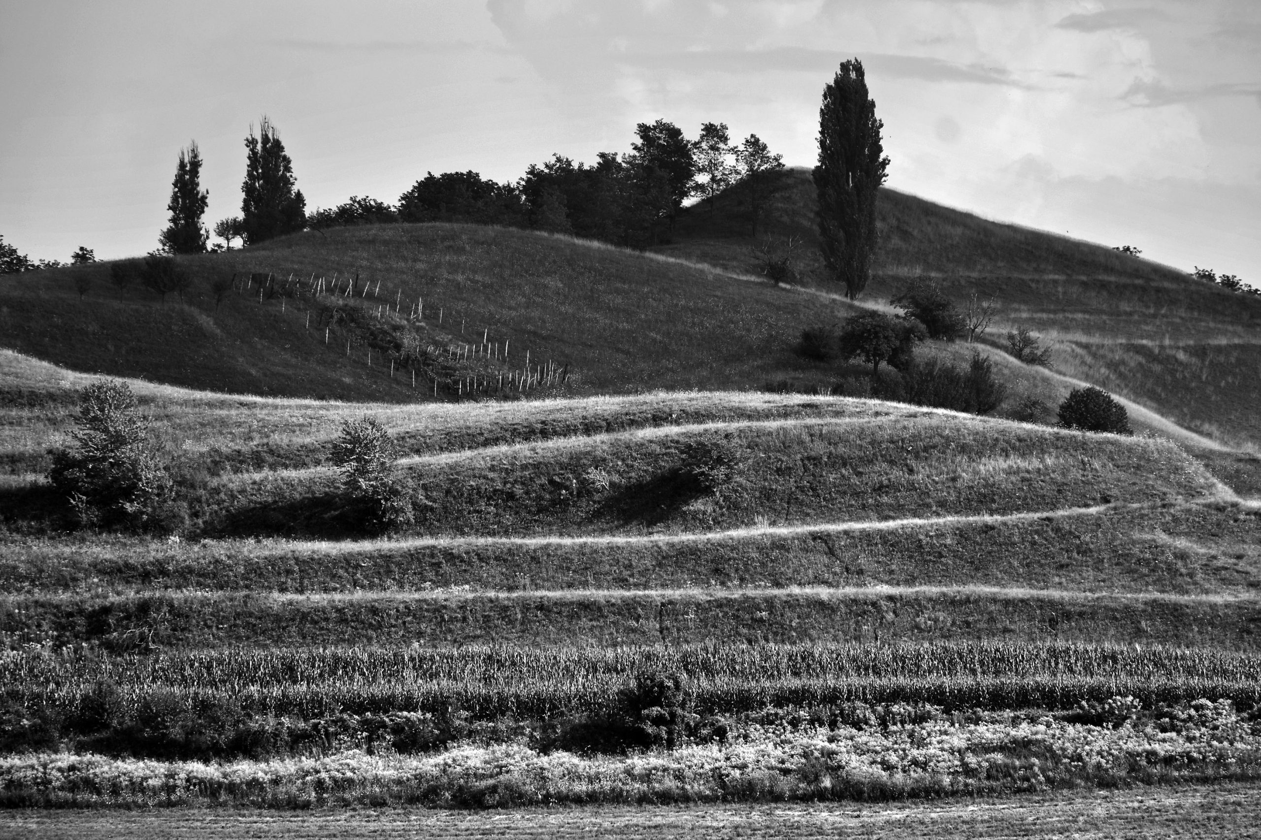 Wein