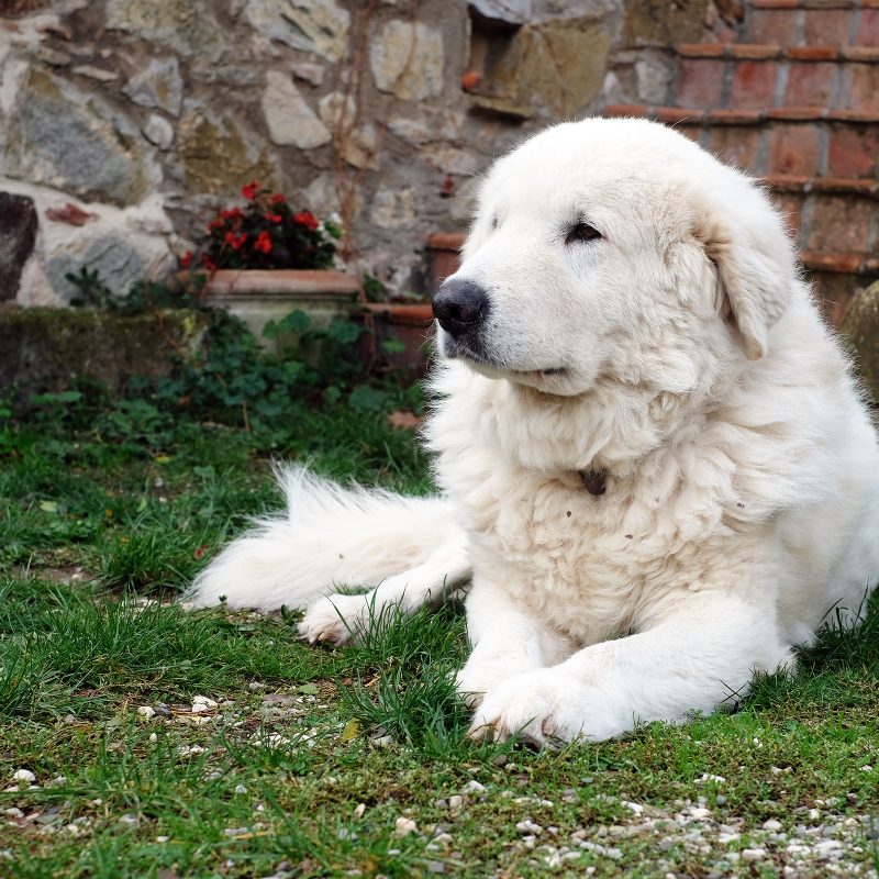 Spacco, Maremmano-Abruzzese