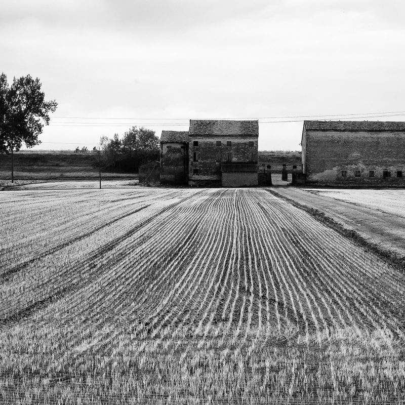 Feld II
