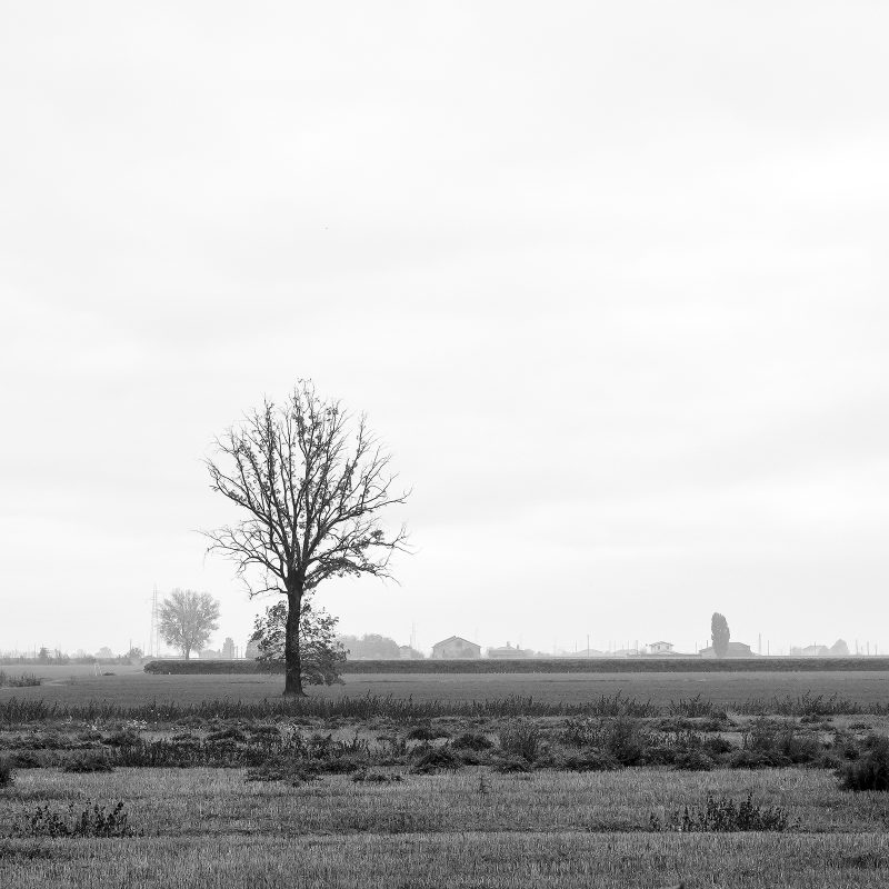Feld III