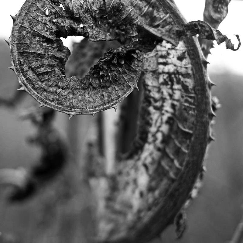 Distel