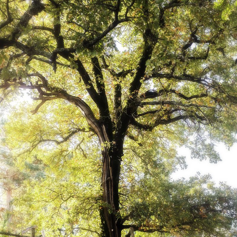 Eiche