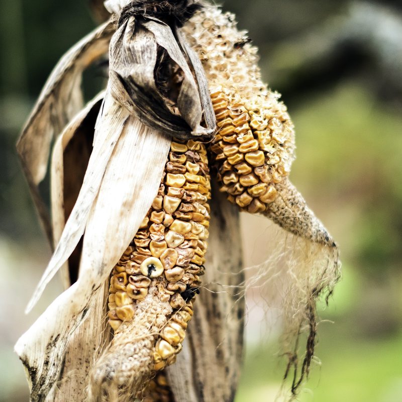 Vogelfutter, homegrown