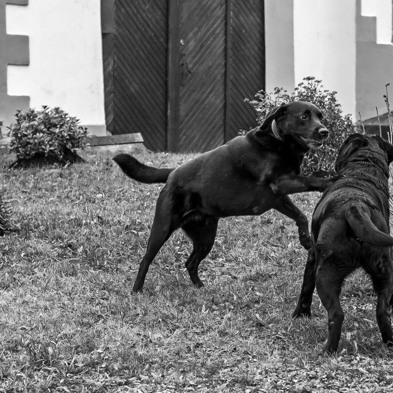 Frieda und Friedrich