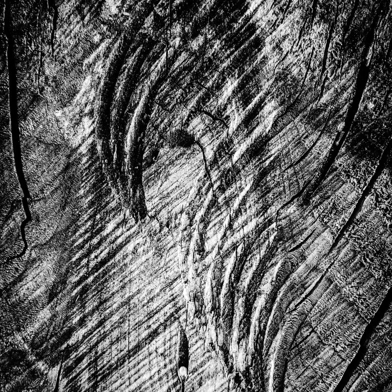 Holz (Fotogramm)