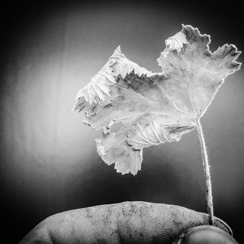 Pelargonie