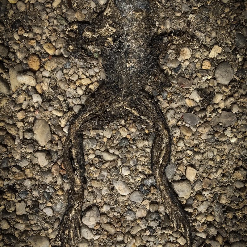 Frosch