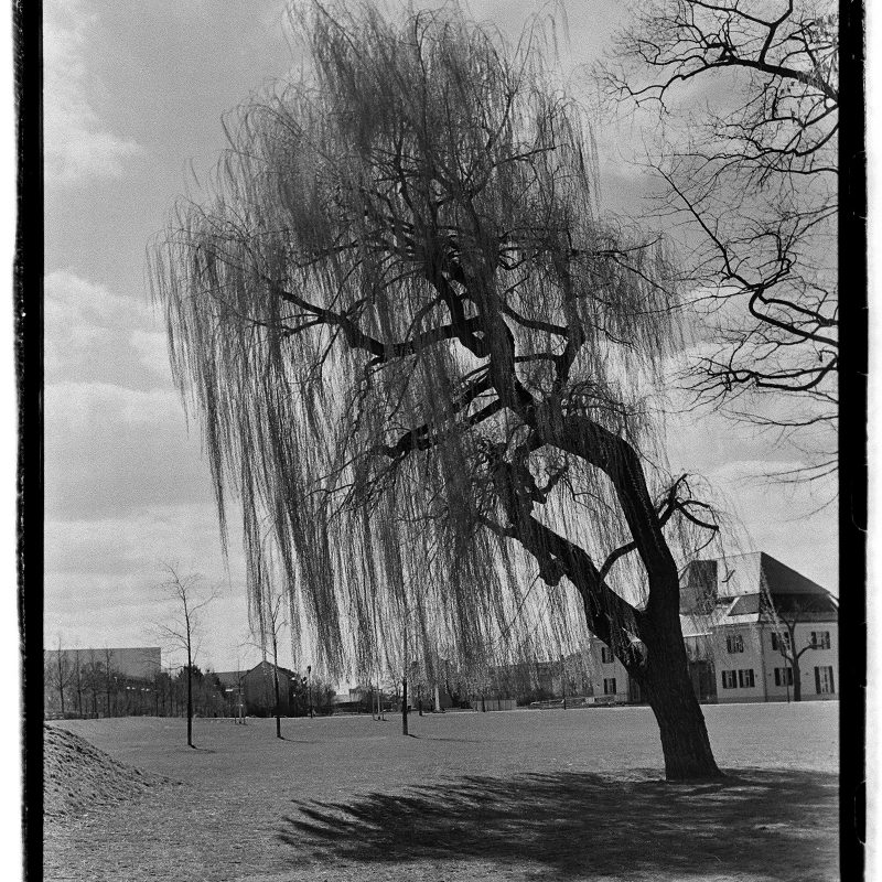 Weide, Fürth, Südstadtpark