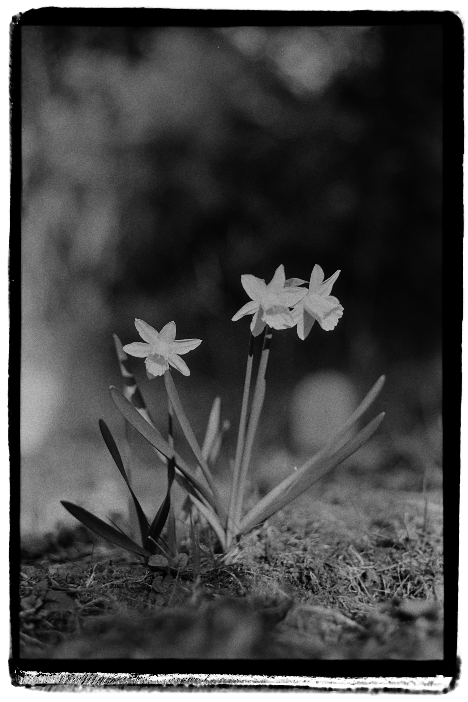 Schneeglöckchen (Leitz Nah-Summicron mit Brille)