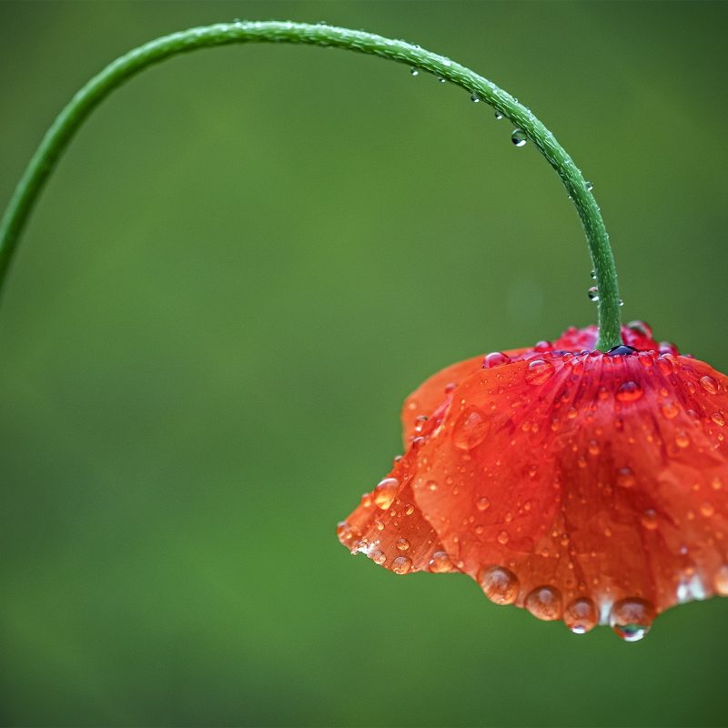 Klatsch(mohn)nass