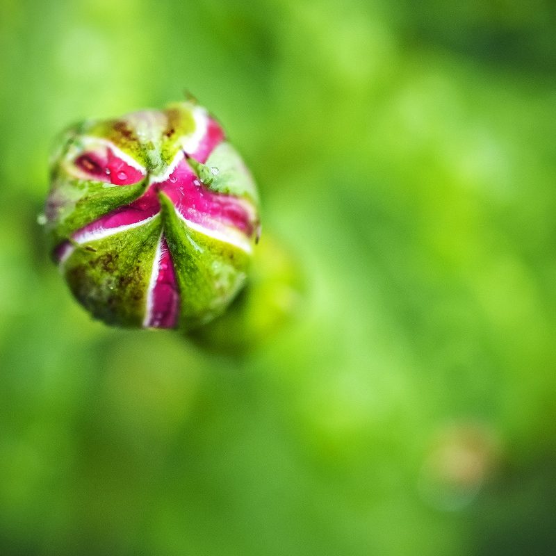 Rosenknospe
